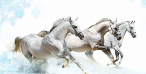 عکس با کیفیت بالا اسب های سفید در حال دویدن در میان آب یا دانلود عکس با کیفیت سه اسب سفید و زیبا با پس زمینه سفید و دانه های برفی آبی رنگ