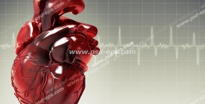 عکس با کیفیت قلب قرمز رنگ طراحی شده جهت نمایش کلیه اجزاء آن
