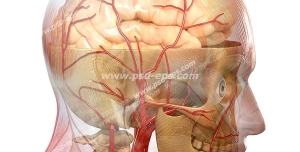 عکس با کیفیت سر انسان با نمایش مغز ، چشم ، رگ ها و استخوان صورت و گردن