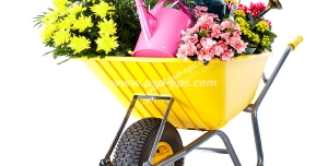 عکس با کیفیت فرغون زرد رنگ با چند مدل گل و گلدان و آبپاش در داخل آن
