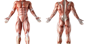 عکس با کیفیت آناتومی عضلات بدن مردان در دو نمای بدن کنار هم از پشت و مقابل