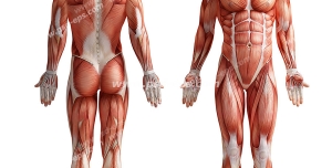 عکس با کیفیت آناتومی عضلات بدن آقایان در دو نمای بدن کنار هم از پشت و مقابل