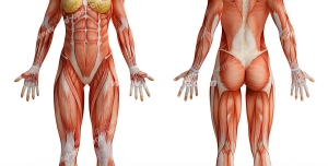 عکس با کیفیت آناتومی عضلات و ماهیچه های بدن زنان در دو نمای از بدن در کنار هم