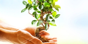 عکس با کیفیت نمادین ارتباط انسان با محیط زیست و گیاهان با تصویر گیاه بن سای در دست با زمینه آبی روشن