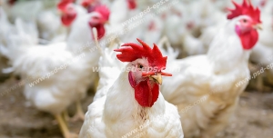 عکس با کیفیت مرغداری با نمایی از مرغ و خروس