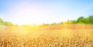 عکس با کیفیت مزرعه بزرگ گندم های طلایی زیر تابش نور خورشید با آسمانی آبی