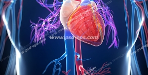 عکس با کیفیت آناتومی قلب با سیاه رگ و سرخ رگ و رگ ها و مویرگ های داخل بدن