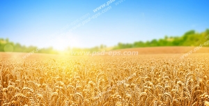 عکس با کیفیت مزرعه بزرگ گندم های طلایی زیر تابش نور خورشید با زمینه آسمان آبی و درختان سرسبز