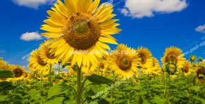 عکس با کیفیت مزرعه بزرگ آفتابگردان با گل های زیبای آفتابگردان در کنار هم با زمینه آسمان آبی و ابری