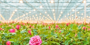 عکس با کیفیت گلدان های محمدی زیبا چیده شده در کنار هم در گلخانه زیر تابش نور لامپ های رشد گلخانه ای
