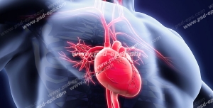 عکس با کیفیت آناتومی بدن انسان به همراه قلب و رگ ها