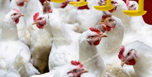 عکس با کیفیت مرغداری با نمایی از مرغ ها در حال آب خوردن با نمای نزدیک