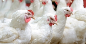 عکس با کیفیت مرغداری با نمایی از مرغ های سفید ایستاده در حال آب خوردن