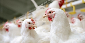 عکس با کیفیت مرغداری با نمایی از خروس ها و مرغ های سفید ایستاده در حال آب خوردن