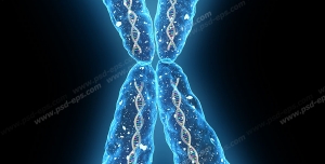 عکس با کیفیت تصویر کروموزوم X انسان با رنگ آبی بر روی زمینه مشکی