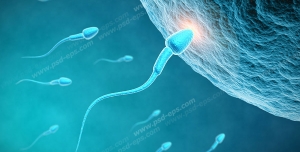 عکس با کیفیت ورود اسپرم به تخمک و عمل لقاح
