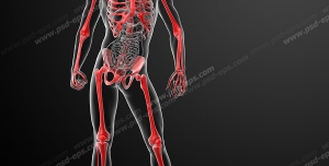 عکس با کیفیت آناتومی اسکلت و استخوان های تمامی بدن انسان