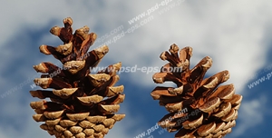 عکس با کیفیت دو عدد مخروط کاج یا میوه درخت کاج بدون دانه با زمینه آسمان ابری