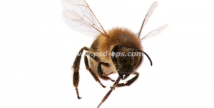 عکس با کیفیت زنبور عسل در حال پرواز
