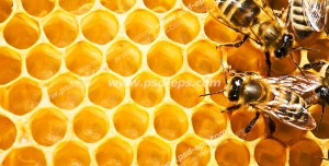 عکس با کیفیت زنبورهای عسل درون کندو و بر روی خانه های شش ضلعی موم عسل