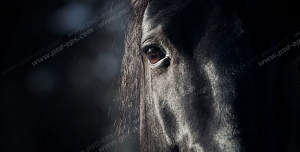 عکس با کیفیت نمای نزدیک از صورت و چشم اسب سیاه با زمینه مشکی