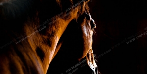 عکس با کیفیت نمای کنار از اسب قهوه ای رنگ