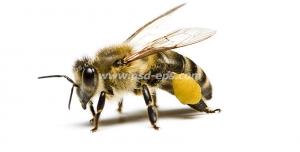 عکس با کیفیت زنبور عسل کوچک بر روی زمینه سفید