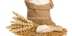 عکس با کیفیت چند خوشه گندم به همراه آرد گندم و دانه های گندم ریخته شده