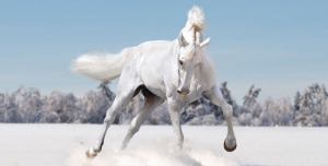 عکس با کیفیت اسب سفید برای طراحی