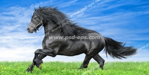 عکس با کیفیت اسبی زیبا و باوقار با رنگ سیاه و یال های بلند سیاه و اندامی ورزیده به همراه افسار در حال یورتمه رفتن در دشتی سرسبز با آسمانی آبی