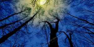 عکس با کیفیت آسمان مجازی نقاشی یا فانتزی با مهتاب در میان آسمان آبی شب و درختان خشک سرو