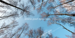 عکس با کیفیت آسمان مجازی یا تایل یا سقف کاذب با طرح زیبای جنگل در زمستان با درختان سپیدار