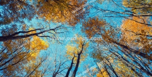 عکس با کیفیت آسمان جنگل در پاییز با درختان پر از برگ های زرد و نارنجی مناسب آسمان مجازی یا تایل سقفی