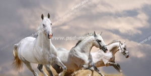 عکس با کیفیت سه عدد اسب سفید زیبا با اندامی کشیده با دم هایی بلند در حال یورتمه در دشت با زمینه آسمانی ابری و طوفانی