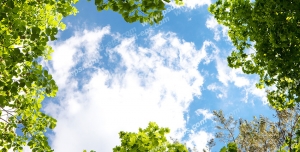 عکس با کیفیت آسمان مجازی با طرح زیبای آسمان ابری محصور در بین شاخه های سبز درختان