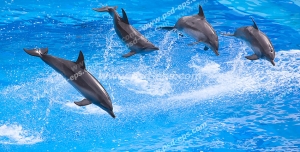 عکس با کیفیت دلفین های زیبا در حال پریدن و شیرجه زدن در آب مناسب آسمان مجازی آکواریوم