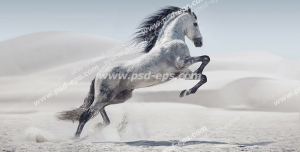 عکس با کیفیت اسبی زیبا با اندامی ورزیده به رنگ نیله روشن با یال و دم سیاه در میان صحرا