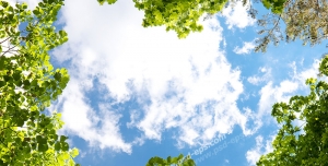 عکس با کیفیت آسمان مجازی یا طرح زیبا برای تایل سقف کاذب آسمان نیمه ابری در میان شاخه های سبز درختان