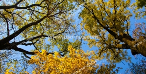 عکس با کیفیت آسمان مجازی یا طرح زیبا برای تایل سقف کاذب طرح درختان جنگلی کیکم در فصل خزان با برگ های زرد و طلایی