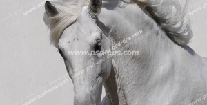 عکس با کیفیت چهره و پرتره زیبای اسبی سفید با یال هایی بلند