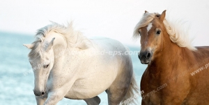 عکس با کیفیت اسب قهوه ای زیبایی با موهای روشن و پیشانی سفید در کنار اسبی سفید رنگ در حال قدم زدن با زمینه دریای آبی رنگ