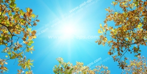 عکس با کیفیت آسمان مجازی یا طرح تایل سقف کاذب با نمای آسمان آبی و درختان با برگ های زرد شده پاییزی
