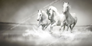 عکس با کیفیت نمایی از سه اسب سفید در حال تاخت رفتن در کنار هم
