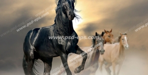 عکس با کیفیت اسبی سیاه با یال های بلند و سیاه با فیگوری زیبا با زمینه ای از اسب های سمند و کرنگ در میان صحرا و غروب آفتاب