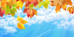 عکس با کیفیت آسمان مجازی یا طرح زیبا برای تایل سقف کاذب طرح آسمان آبی به همراه ابرهای پراکنده سفید و برگ های پاییزی به رنگ های زرد و نارنجی و قرمز