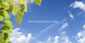 عکس با کیفیت آسمان مجازی یا طرح زیبا برای تایل سقف کاذب آسمان آبی در هنگام ظهر با نور خورشید به همراه شاخه سرسبز درخت