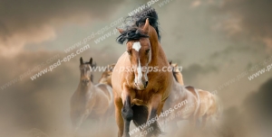 عکس با کیفیت دسته ای از اسب های وحشی در حال تاخت رفتن با گرد و خاک فراوان و در پیشاپیش آنها اسب کهر با یال و دم سیاه و پیشانی سفید