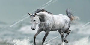 عکس با کیفیت اسبی سفید با یال و دم سیاه در میان ساحل دریا در حال یورتمه