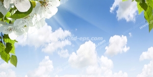 عکس با کیفیت آسمان مجازی یا طرح زیبا برای تایل سقف کاذب آسمان آبی با ابرهای پنبه ای سفید با شاخه ای درخت با شکوفه های سفید
