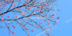 عکس با کیفیت آسمان مجازی یا سقف کاذب با طرح درخت هلو یا شکوفه های صورتی در آسمان آبی